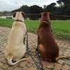 Nairobi Puppy and Dog Training - Puppy Home Visits thumb 2