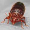 Cockroaches/Bed Bugs/Fleas/Ticks/Pestcontrol & Fumigation thumb 4