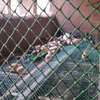 PLASTIC POULTRY MESH thumb 2