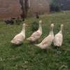 Ornamental birds for sale thumb 3