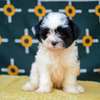 maltese fluffy puppies thumb 3