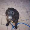 Nairobi Puppy and Dog Training - Puppy Home Visits thumb 3