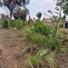 480 m² Residential Land at Diani thumb 1