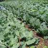 Bestcare Gardeners Thika,Thogoto Kikuyu Zambezi Limuru thumb 3