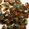 Bed Bugs Pest Control Services in Kiserian,Thindigua,Kiambu thumb 0
