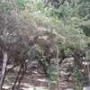 1 Acre Piece Of Land In Casuarina Road Malindi For Sale thumb 0