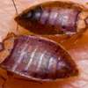 Cockroaches/ Pests/ Bed Bugs/Fleas/Ticks/Mites Fumigation thumb 13