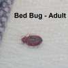 Bed Bug Fumigation Service | Bed Bugs Control South C &  B thumb 1