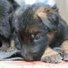 New gsd puppies thumb 2