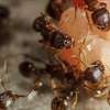 Expert Pest Control Services Rongai Ruiru Juja Kikuyu Thika thumb 5
