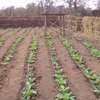 Landscaping & gardening services in Nairobi Kenya thumb 6