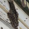 Bee Removal Service |Expert Wasp & Bee Removal | Schedule An Appointment thumb 13