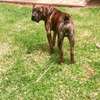 Boerboel puppies for sale thumb 0