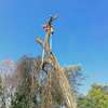 Professional Tree Removal - Contact Us For a Free Estimate thumb 1