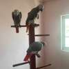 African Grey Parrots for sale. thumb 2