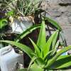 Ported Aloe Vera Plant thumb 7