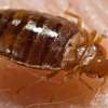 Bed Bug Control Services Nairobi-Bedbug Fumigation Services thumb 0
