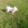 Japanese Spitz for rehoming thumb 1