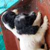 MALE AND FEMALE SPRINGER SPANIEL AVAILABLE thumb 4