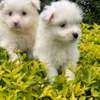 Maltese Terrier Puppies thumb 0
