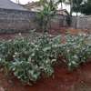Four bedroom to let in Ruaka thumb 5