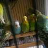 Budgie pairs for sale thumb 0