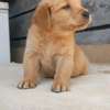 Labrador puppy ready for rehoming thumb 1