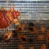 Bed Bugs Pest Control in Zambezi,Lavington,Kilimani,Ruiru thumb 0