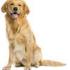 Dog Grooming & Pet Services Brookside,Spring Valley,Loresho thumb 1