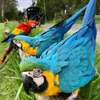 Scarlet Macaw and gold macaw Available thumb 0