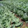 Bestcare Gardening Services Lavington,Kileleshwa,Kasarani thumb 4