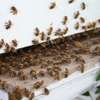Bee Control Service : Bee Service Nairobi thumb 9
