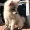 Japanese Spitz puppies for sale thumb 1