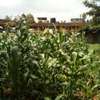 1/4-Acre Plot For Sale in Wangige thumb 6