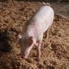 Healthy Pigs Available - Siaya thumb 8