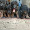 New gsd puppies thumb 0
