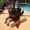 Dog Behaviour Training In Nairobi- Dog Obedience Training thumb 2