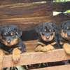 Adorable Rottweiler Puppies For Sale thumb 0