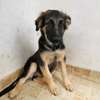3.3 months Big Boned GSD Puppy Available thumb 2