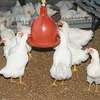 we supply broiler chickens thumb 4