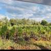Land in timau for sales thumb 2