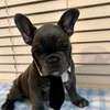 AKC quality French Bulldog Puppy for free adoption!!! thumb 0