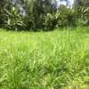 0.41 Acres prime Land For Sale in Malava, Kakamega County thumb 1
