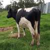 Frisian dairy cow thumb 3