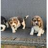 Beautiful Beagle Puppies thumb 1