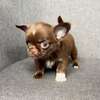 Baby Chihuahua puppy thumb 0