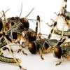 Bed Bug Exterminators Ruaraka ,Starehe Ngara Lavington thumb 2
