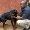 Best Dog Trainers in Kenya in 2022 thumb 9