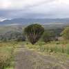 1/4 Acre Land For sale in Nakuru, Miti Mingi thumb 5