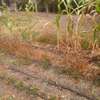 0.125 ac residential land for sale in Ongata Rongai thumb 4